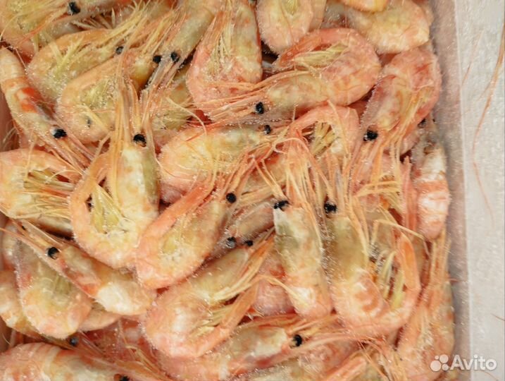 Креветка углохвостая