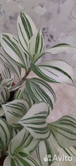 Традесканция