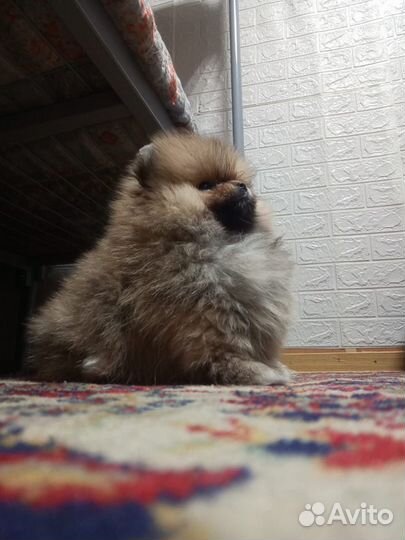 Померанский шпиц мини