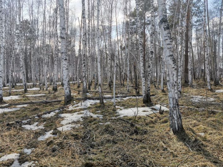 Участок 10 сот. (СНТ, ДНП)