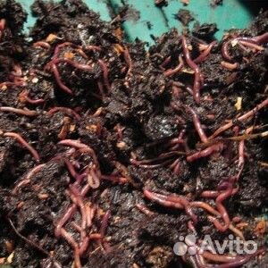 Червь навозный для рыбалки