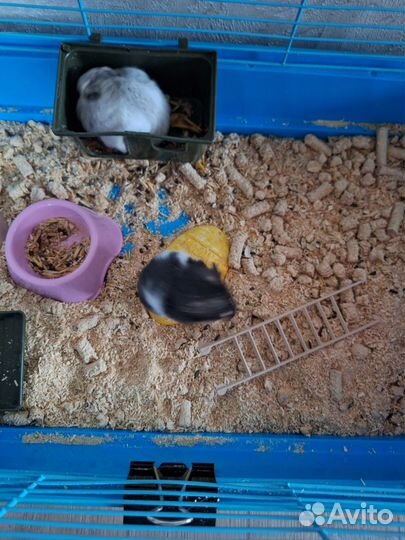 Сирийские хомяки с клеткой