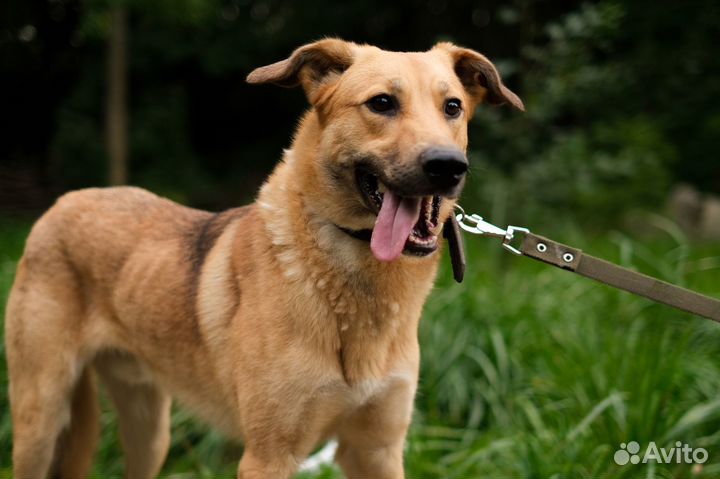 Красивый песик Бруно из приюта ищет дом