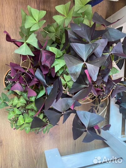 Кислица Оксалис