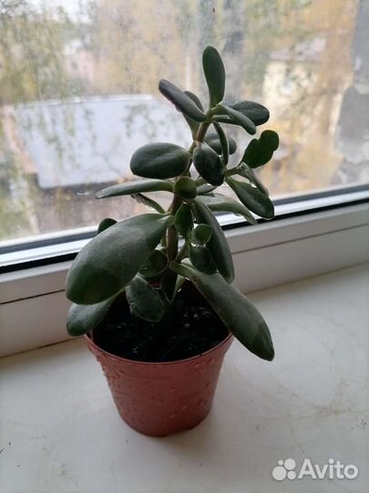 Кактуси денежное деревце