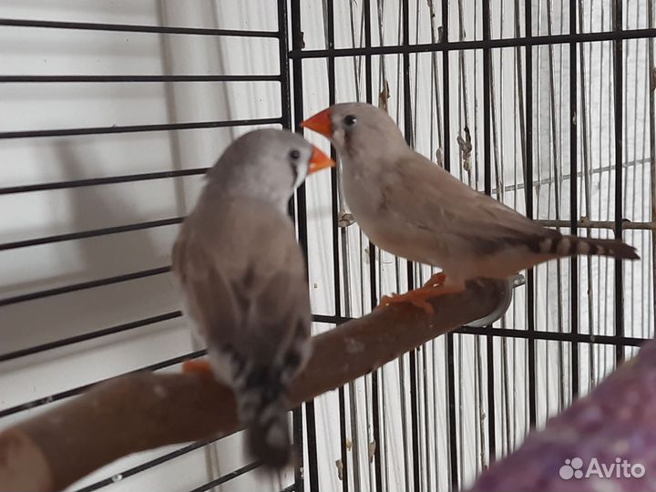 Амадины зебровые