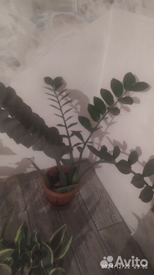 Замиокулькас