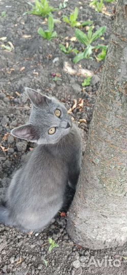 Кошка в дар бесплатно