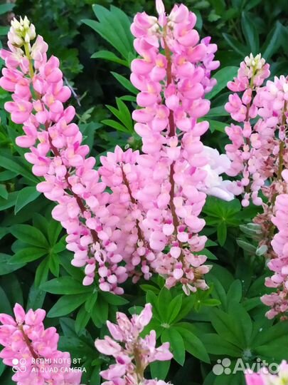 Многолетние садовые цветы