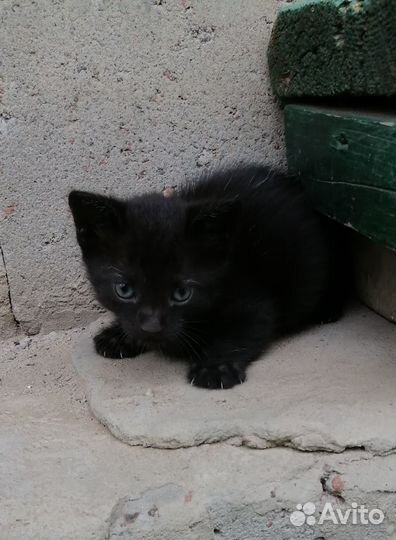 Котенок в добрые руки