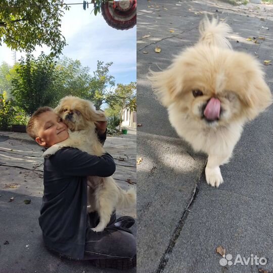 Вязка пекинес