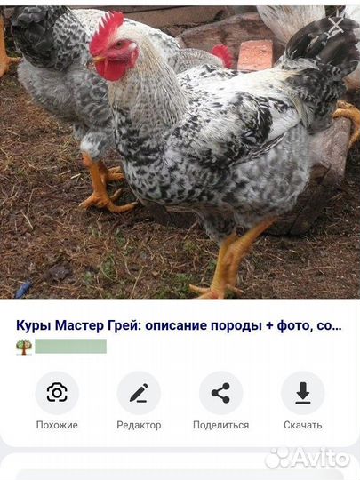 Яйцо ред бро, мастер грей, гриз бар, голошейка