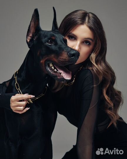 Доберман для фотосессии