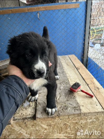 Алабай щенки