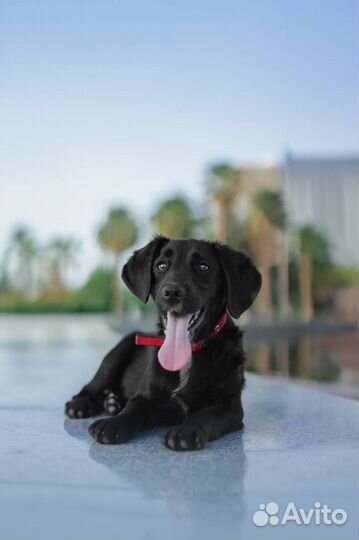 Красивые собаки в добрые руки