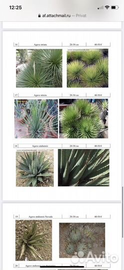 Агавы, пальмы, юкки бамбук и другие растения для о