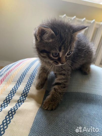 Котята