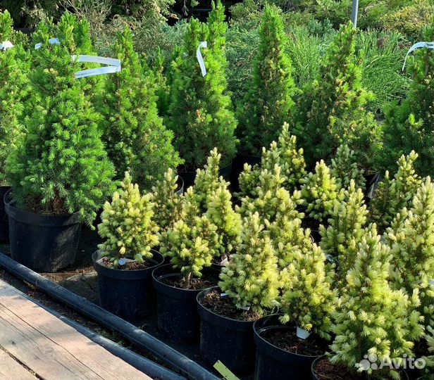 Ель Дейзи Уайт