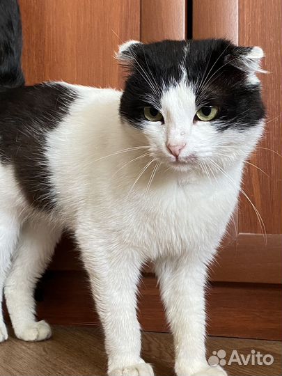 Отдадим кота в добрые руки