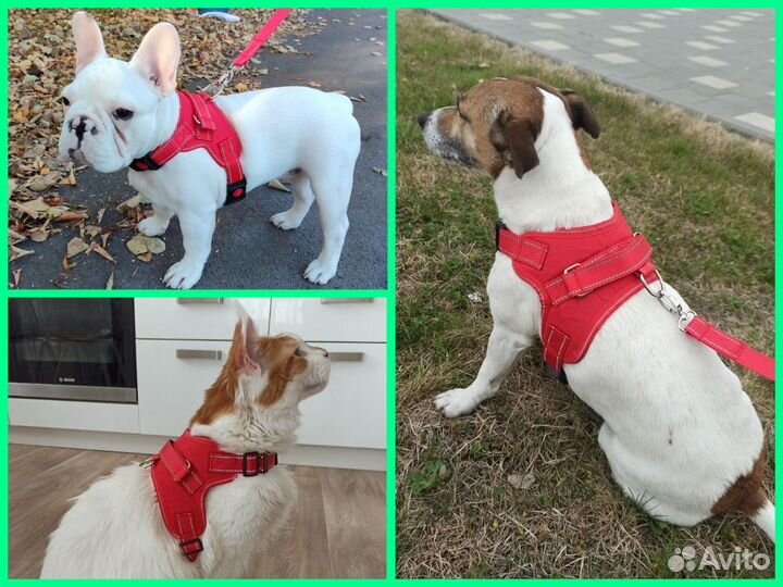 Шлейка прогулочная с поводком для кошек и собак