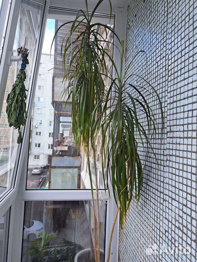 Пальма драцена