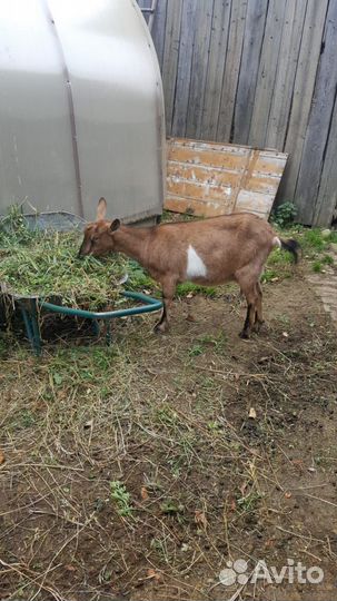 Коза дойная чешская