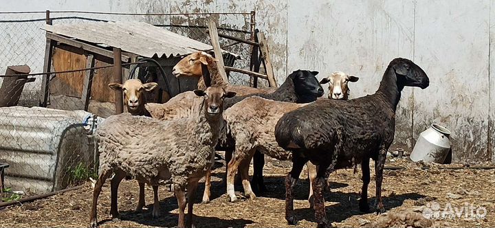 Курдючные овцы