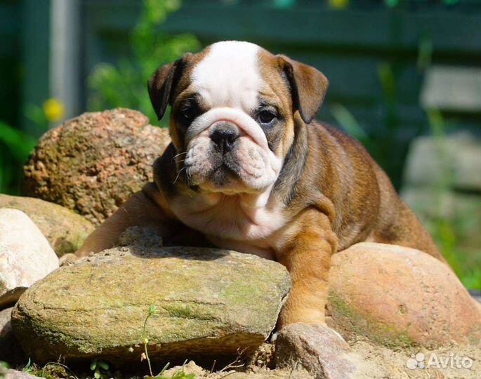 Английский бульдог,прекрасные девочки