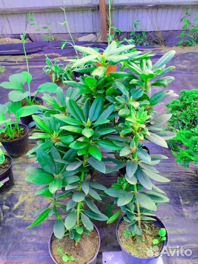 Ель голубая Глаука Саженцы туя Смаргад Брабант Кед