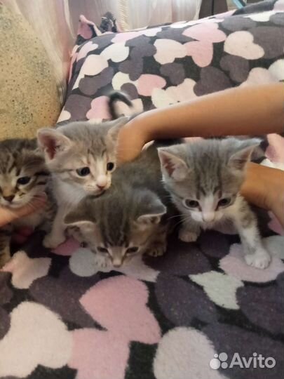 Котики в дар бесплатно