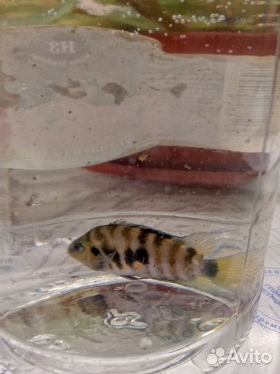 Аквариумные рыбки