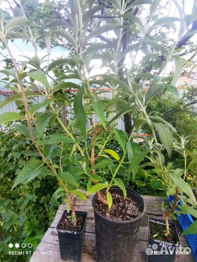 Буддлея Рябинник