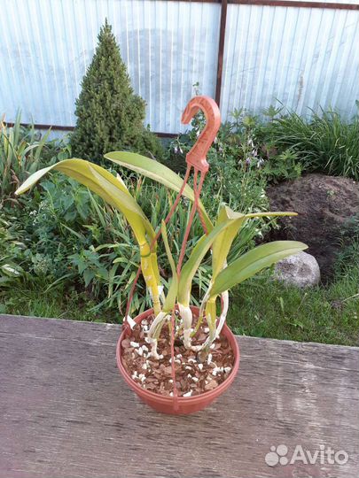 Орхидея каттлея Golf Green