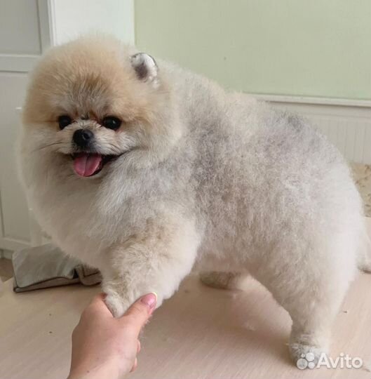 Грумер. Стрижка собак и кошек Груминг