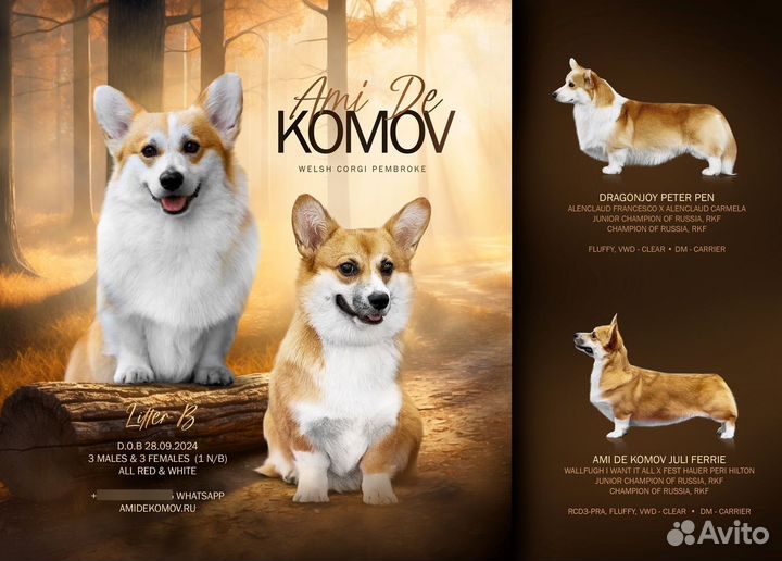 Вельш-корги щенки