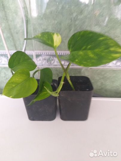 Фикус,монстера,папоротник