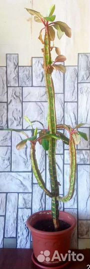 Эуфорбия 130 см. (Молочай Беложильчатый )