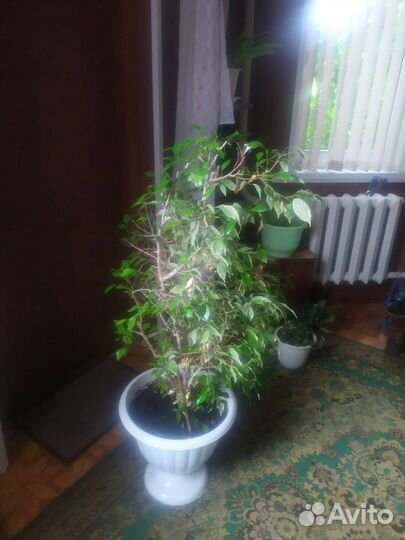 Фикус Бенджамина