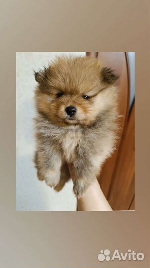 Щенки шпица