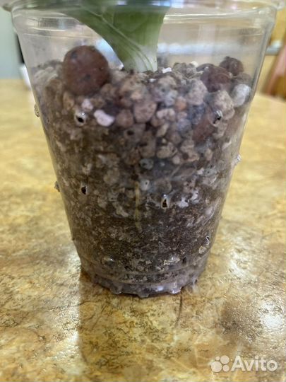 Алоэ вера растение