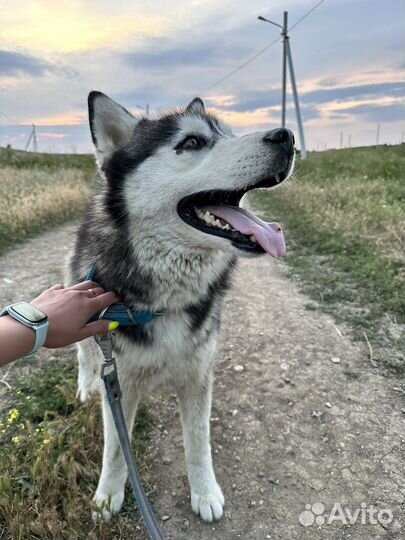 Хаски в добрые руки