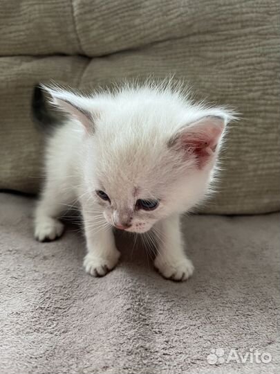 Котята сиамские