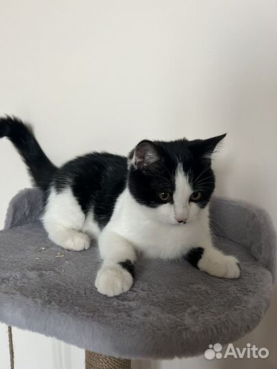 Котенок в добрые руки