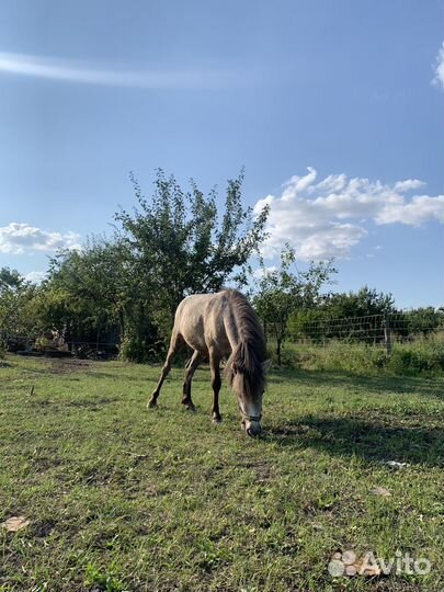 Постой для лошадей