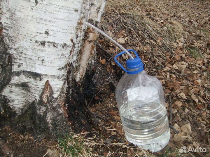 Березовый сок свежий