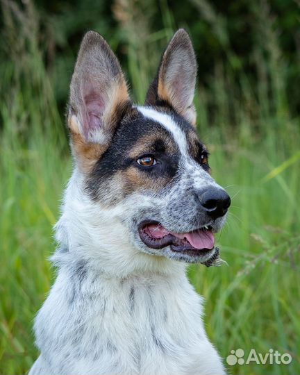 Чудо собака в поисках своего дома, Смотри видео