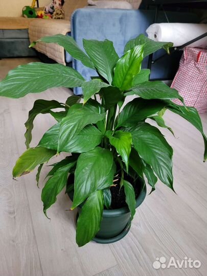 Цветы Драцена ананас фикус