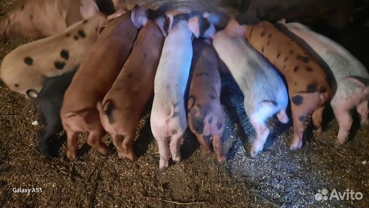 Продаются месячные поросята