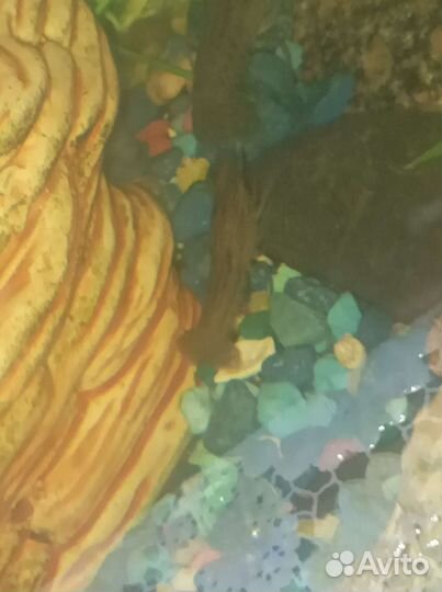 Раки декоративные