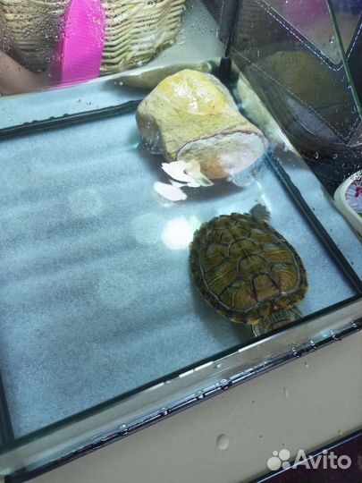 Красноухая черепаха с аквариумом